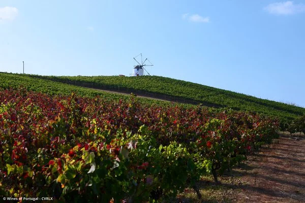 Wine tasting: Lisbon Wine Region