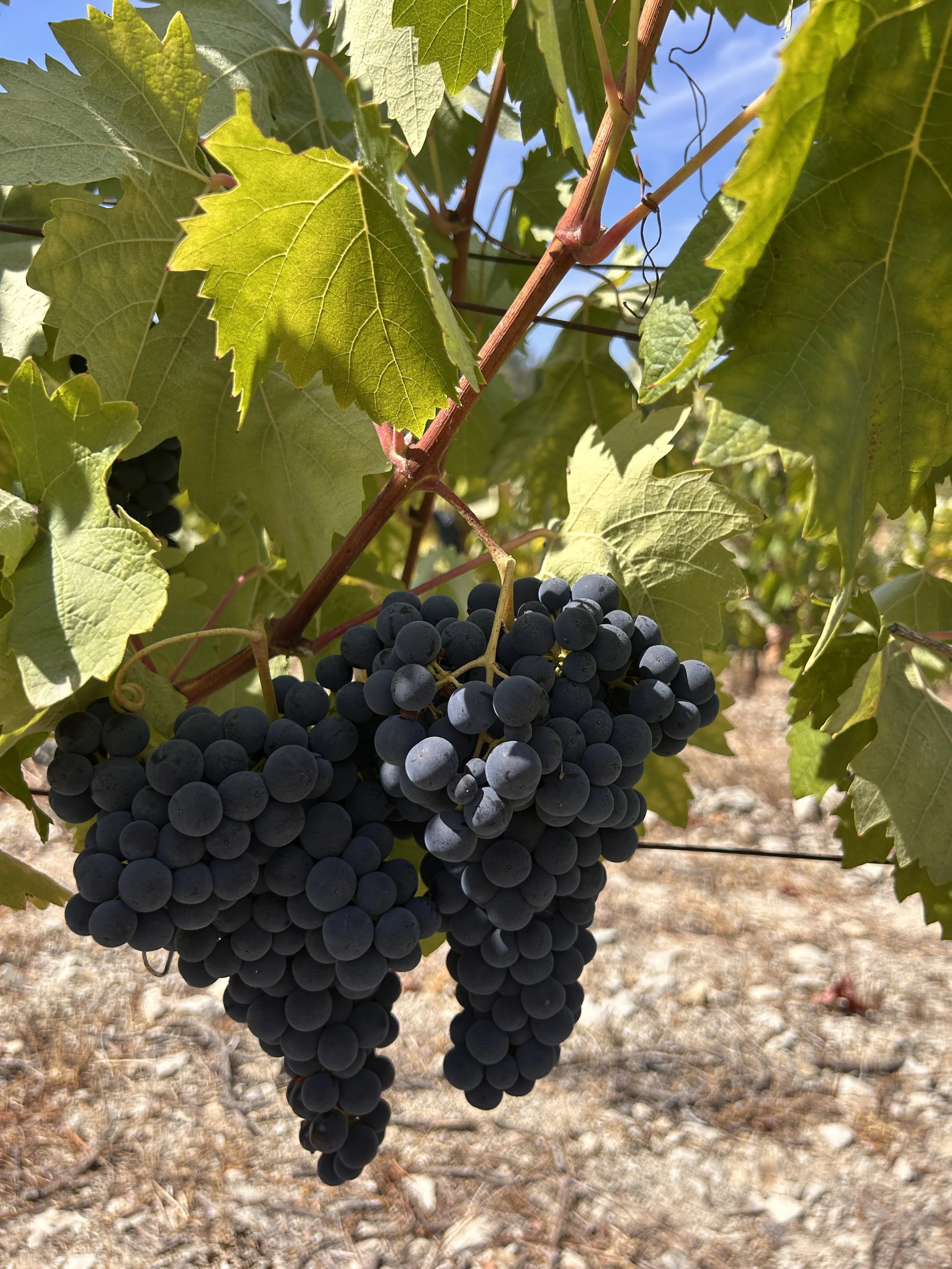 Bairrada Wine tasting