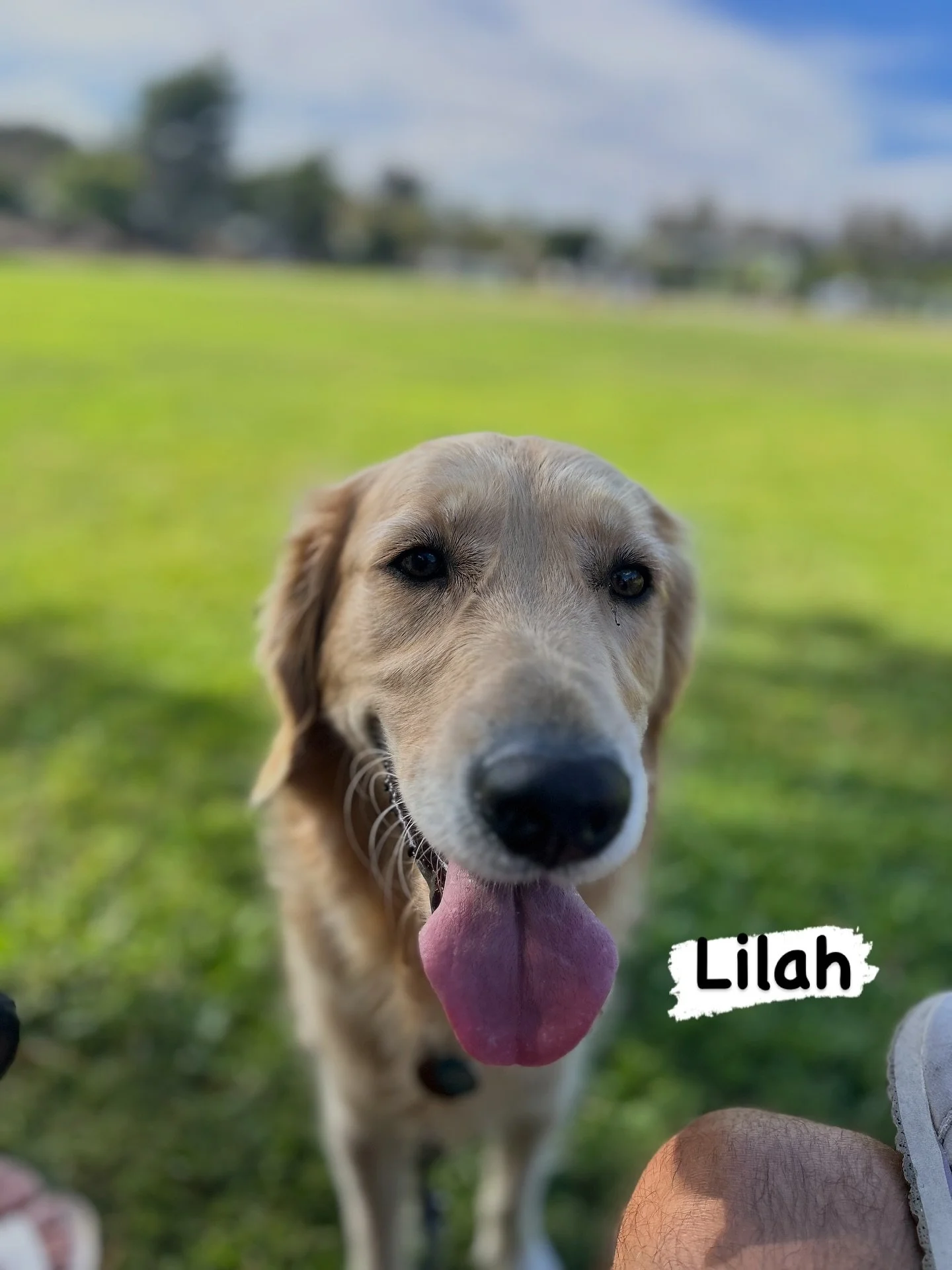 🐾 Happy International Dog Day! Meet Lilah, our golden bundle of joy! On this International Dog Day, let&rsquo;s celebrate the amazing impact pets have on our mental health. From boosting our moods to keeping us active, they&rsquo;re not just compani