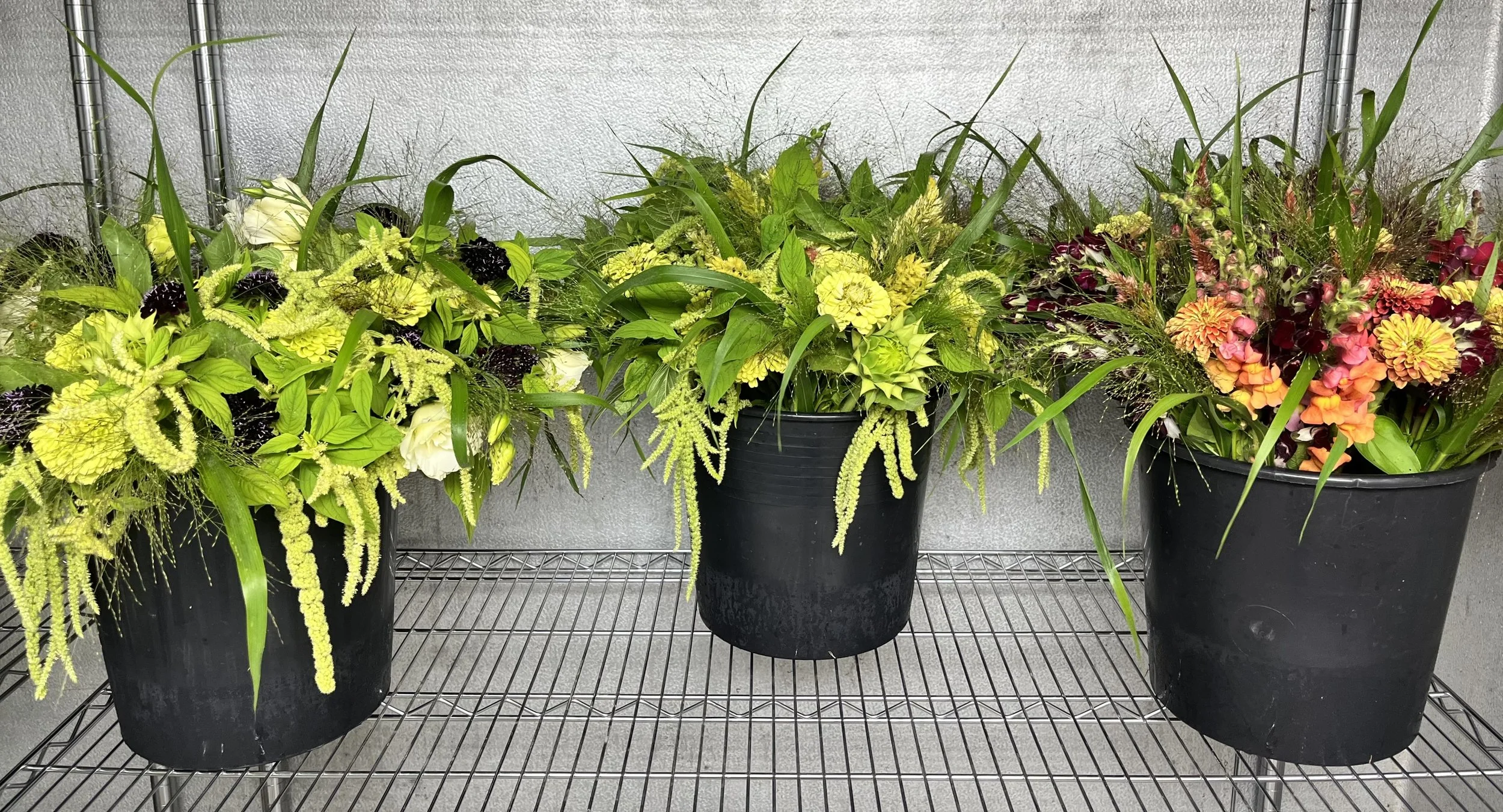 flower buckets in the cooler.jpg