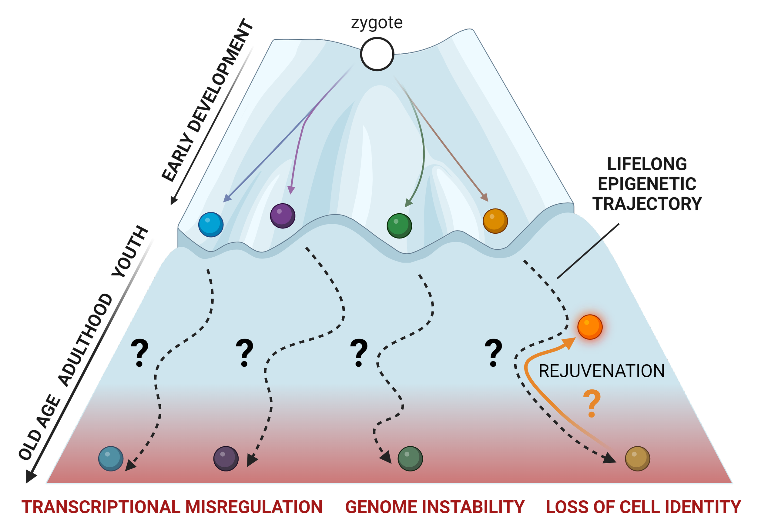 Epigenetic View Example RESEARCH — THE TVARDOVSKIY LAB