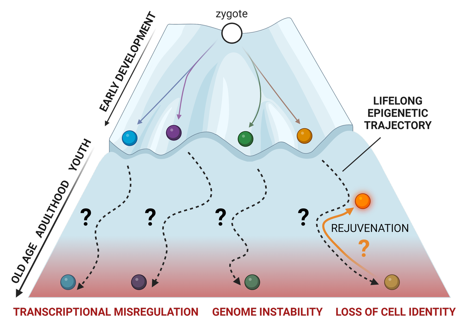 RESEARCH — THE TVARDOVSKIY LAB