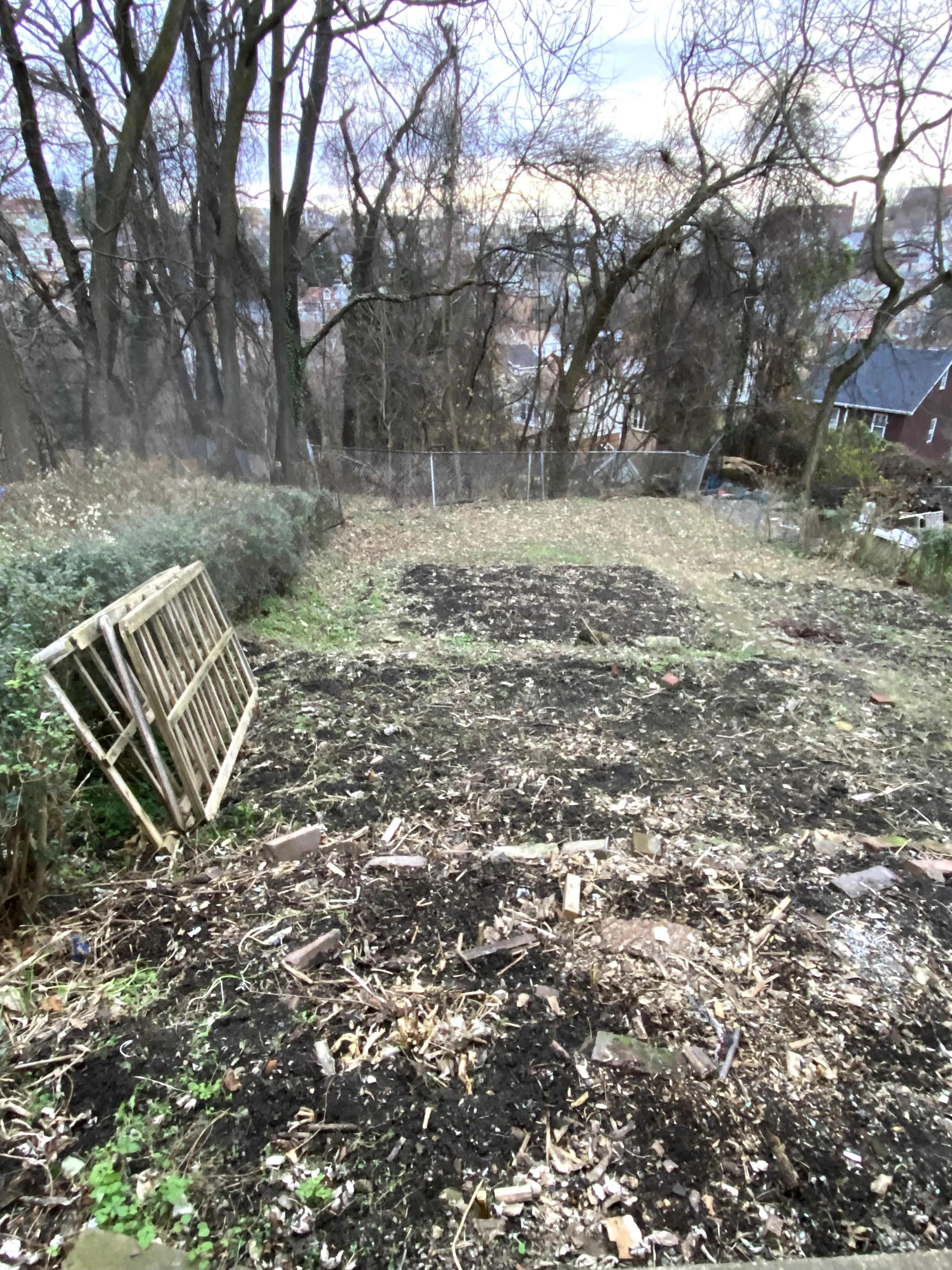 11back yard copy.jpeg