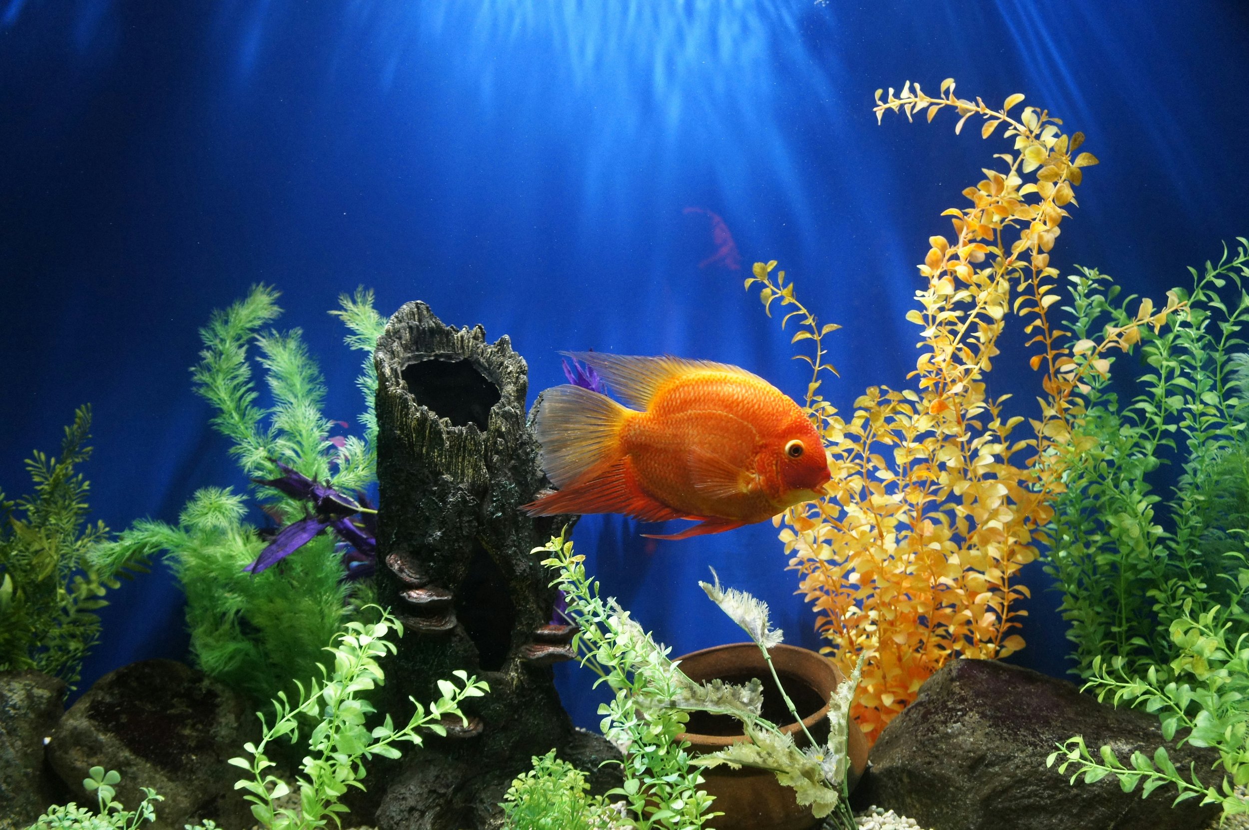 CR Aquatics Image 7.jpg