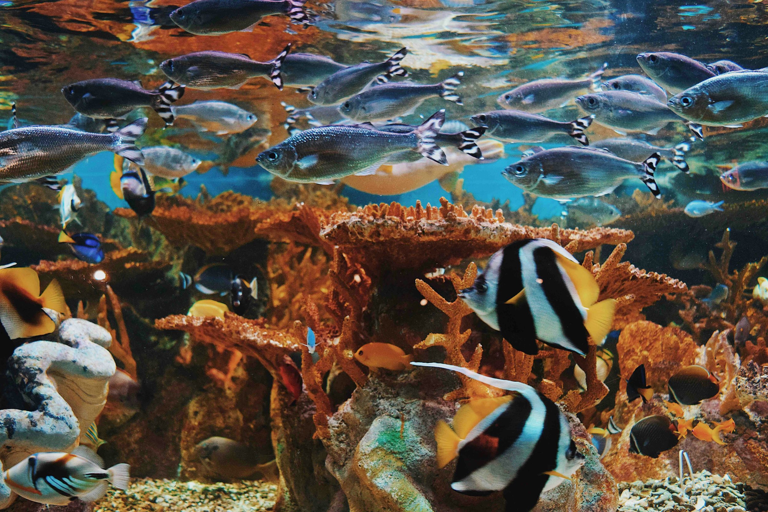 CR Aquatics Image 3.jpg