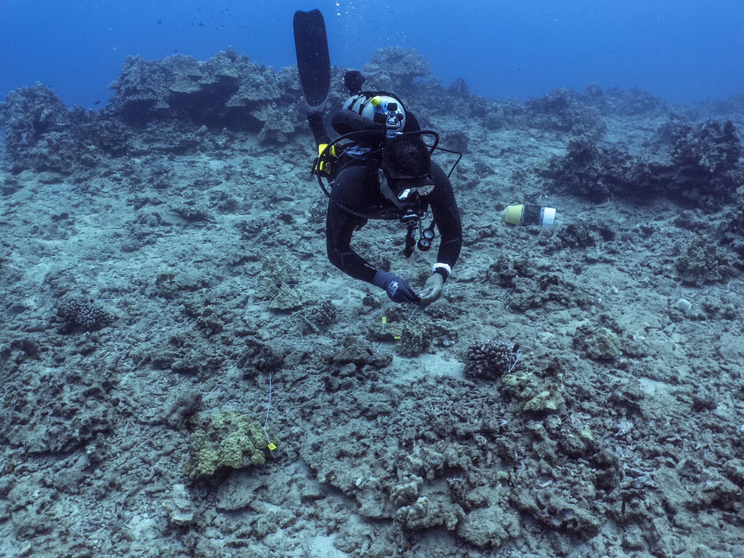 Coral restoration technician adding corals of opportunity to a cache site until they are ready to be outplanted