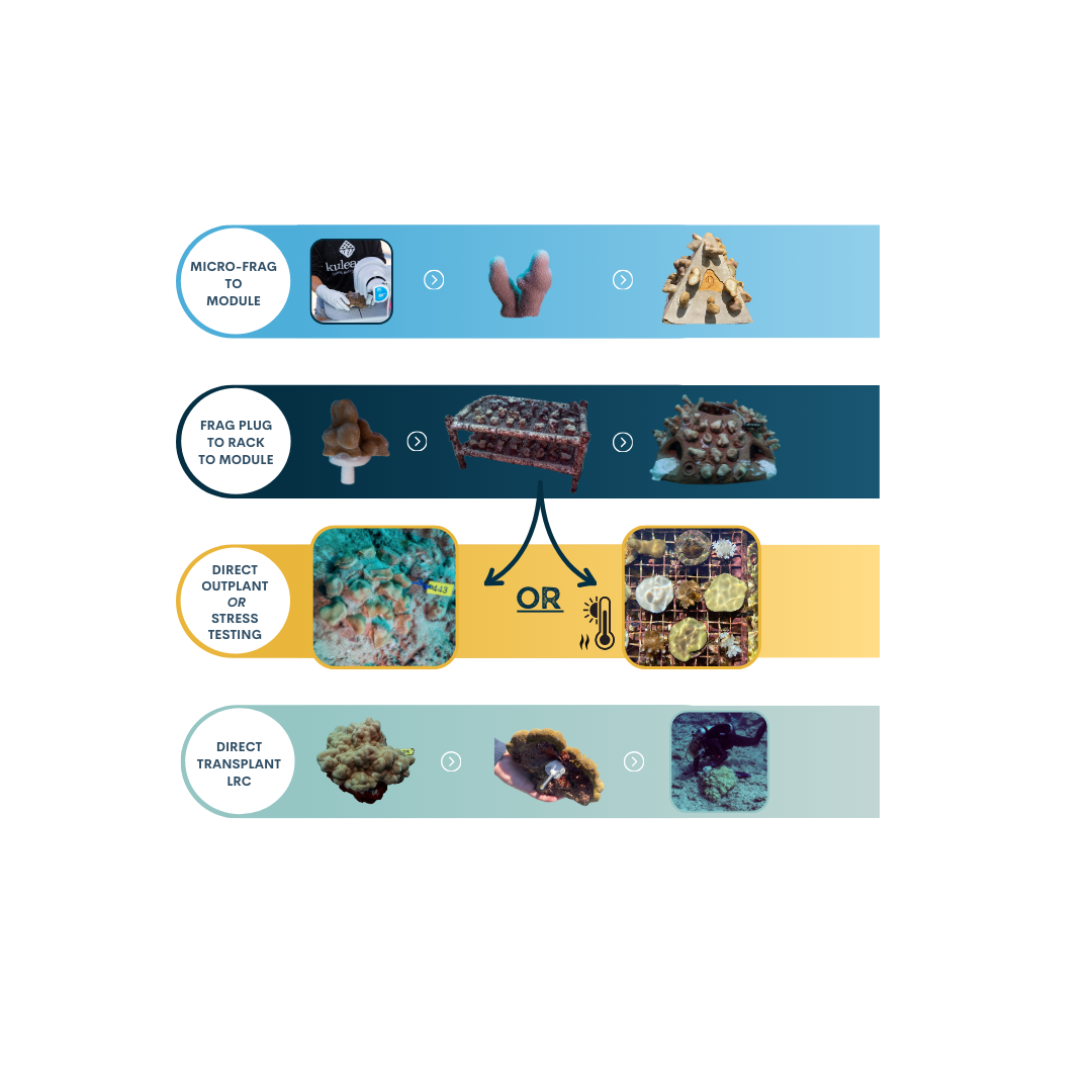 Graphic describing each of the available coral restoration techniques in Hawaii