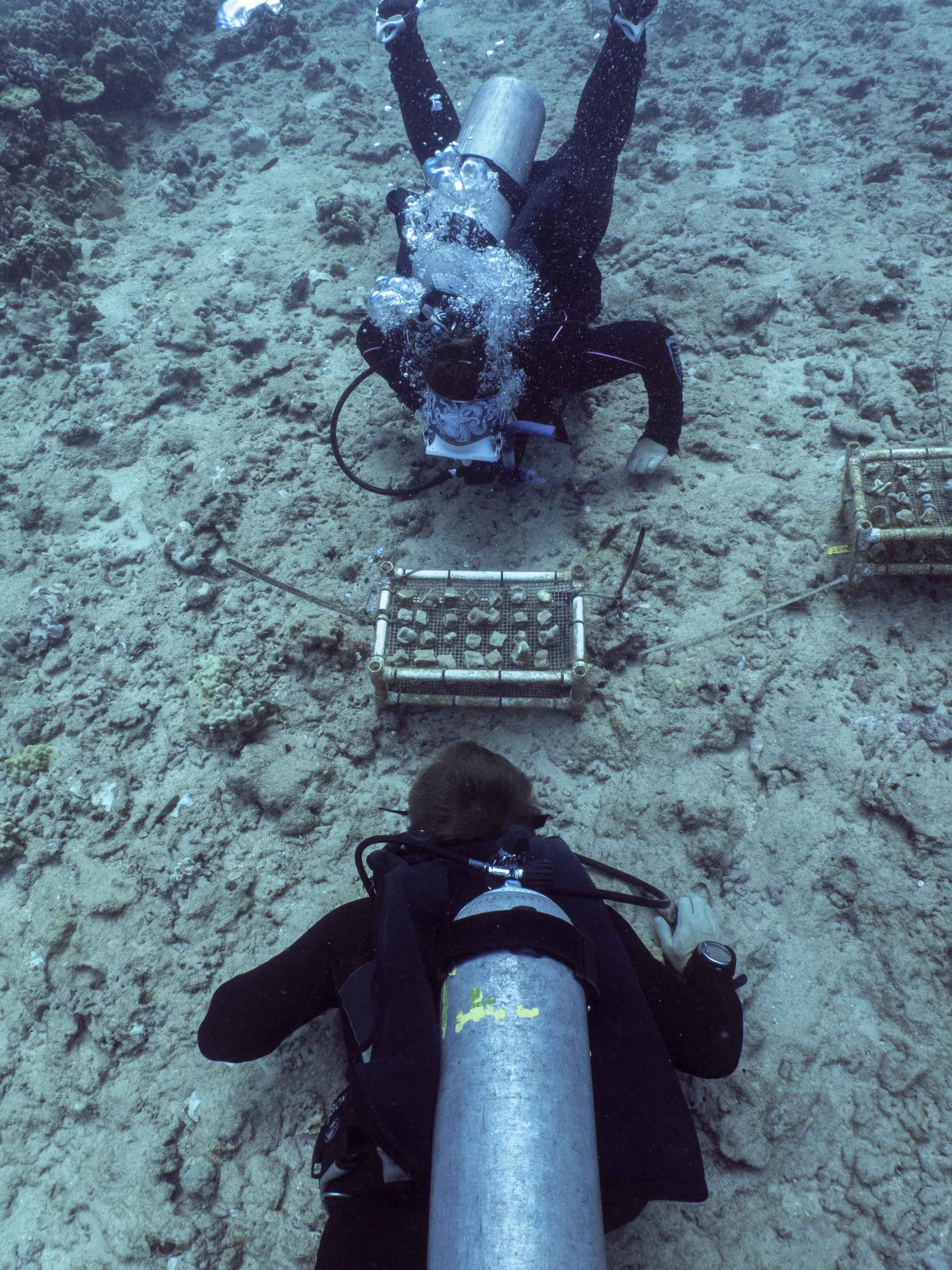 Scientific scuba divers monitoring coral fragments.