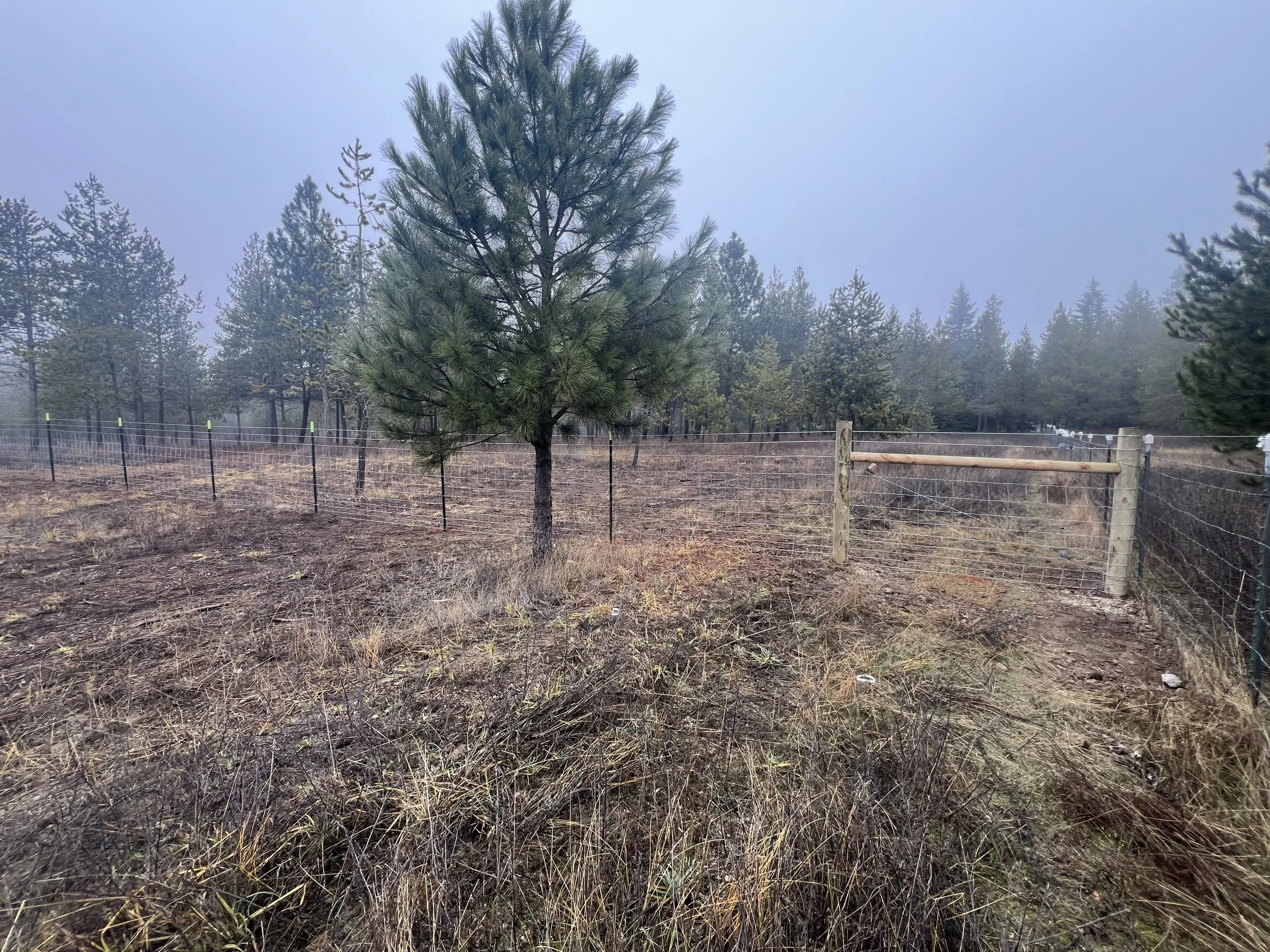 A fenced area with a small pine tree in the foreground, surrounded by dry grass and additional pine trees in the background, under a foggy sky.