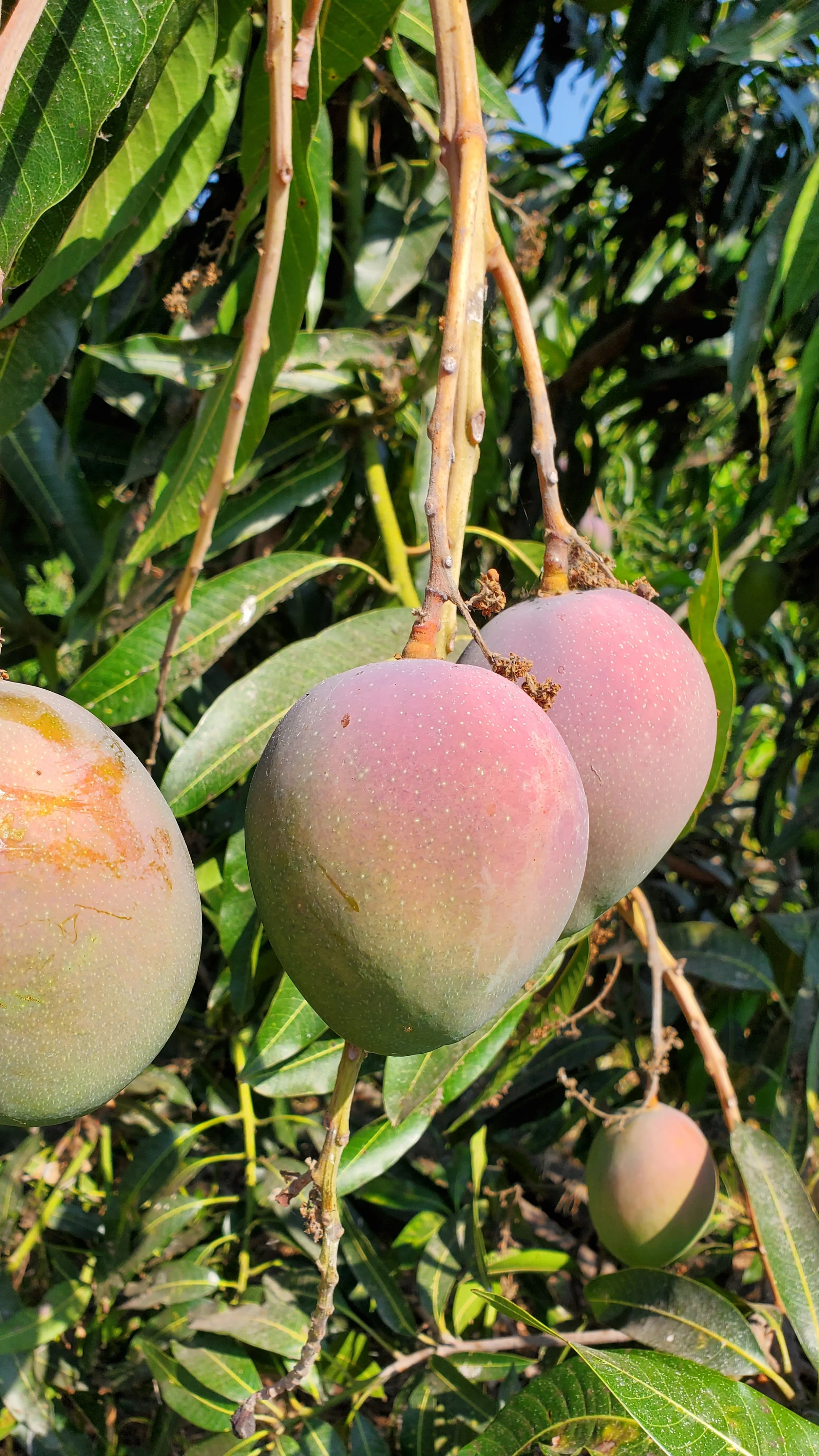NFGC Presentation – Mango Farming as a Business (MSF Perspective)