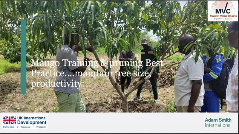Mango Training and Pruning Best Practice Guide