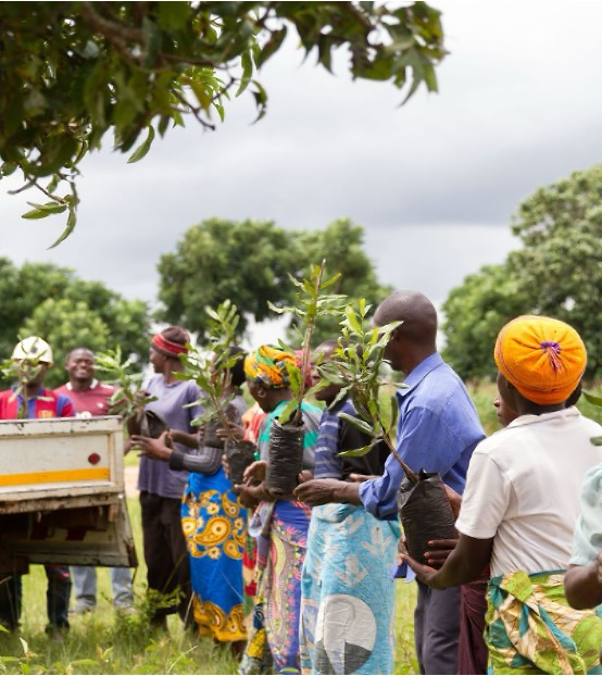 Why Gender Dynamics Matter in Smallholder Macadamia Farming