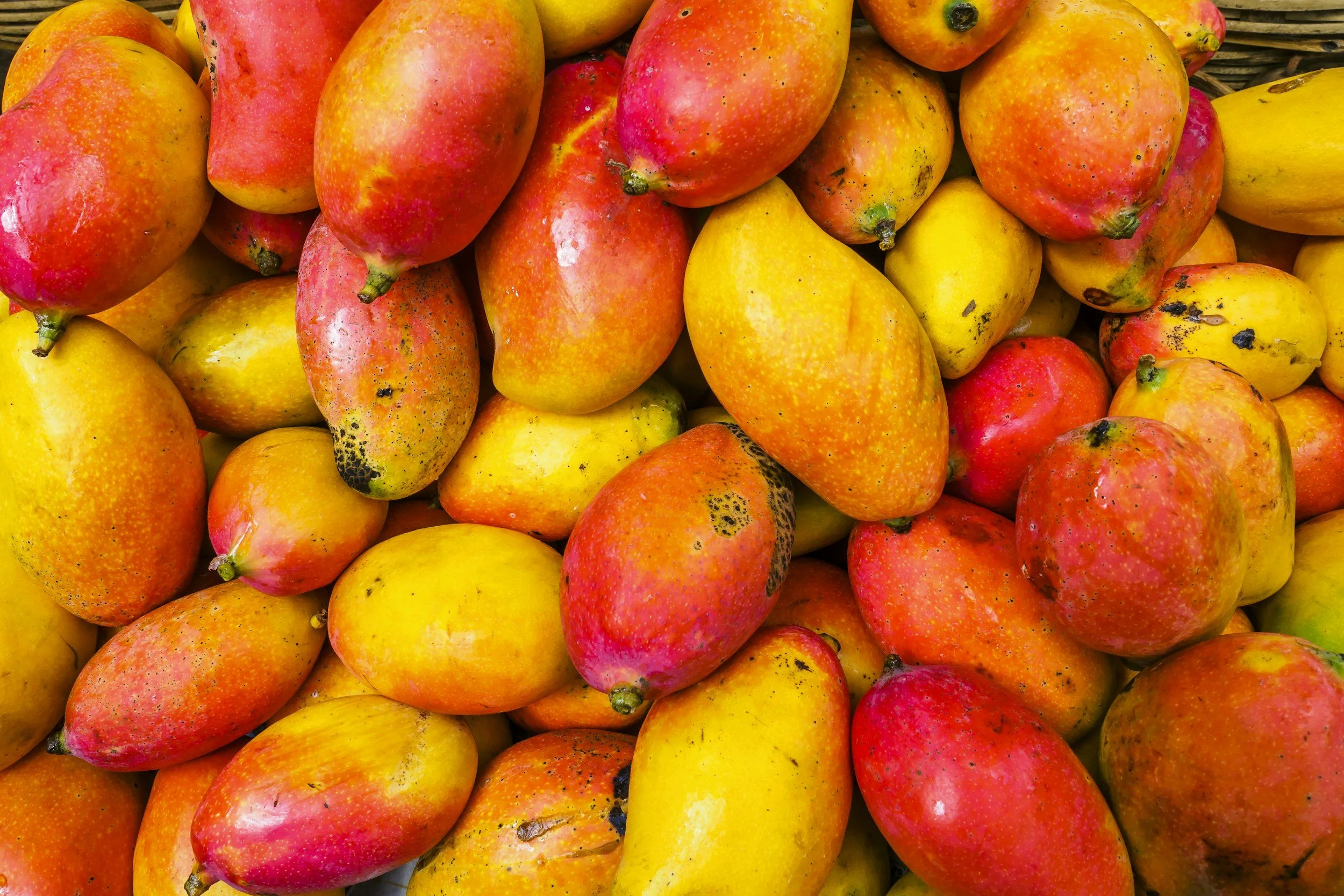 Mango Farm Business Management