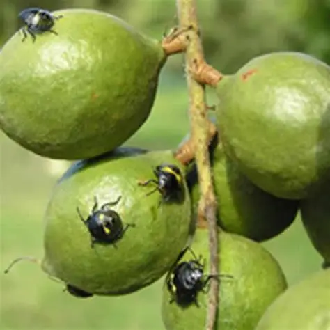 Macadamia Pest Identification Guide: Bugs