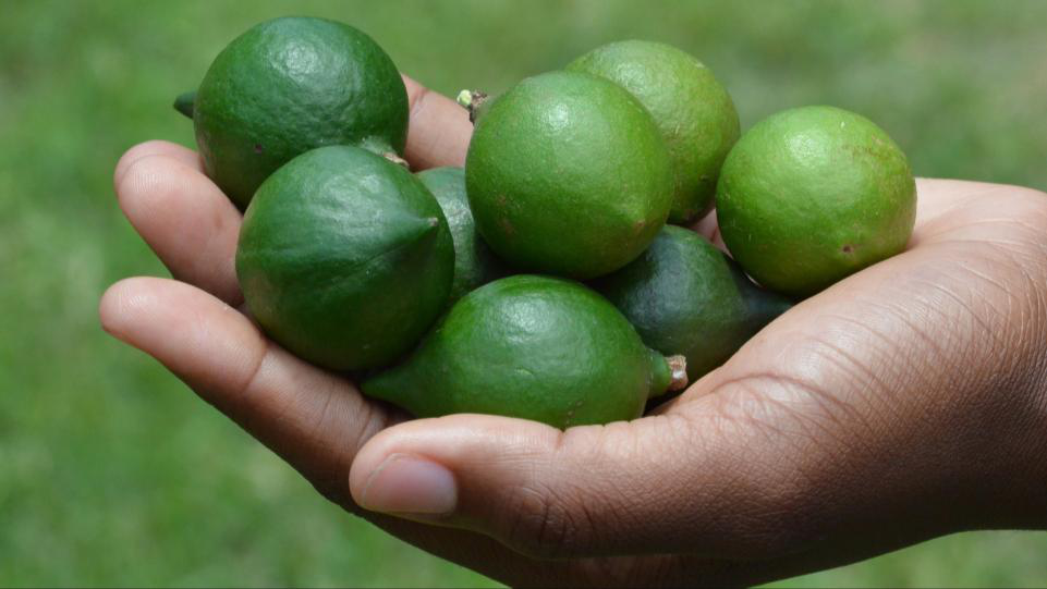 Macadamia Scouting Course: Diseases and Environmental Stress