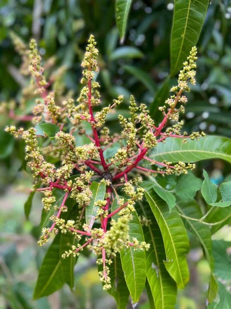 Why Your Mango Flowers Are Falling Off