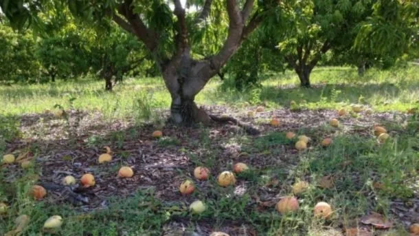 Prevent Mango Flower and Fruit Drop: Mango Tree Care