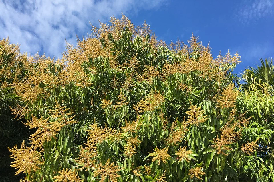 Mango Tree Flowering Stages Explained (From Bloom to Tiny Fruit)
