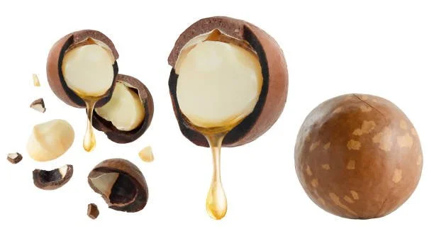The Nut Set Stage of Macadamia