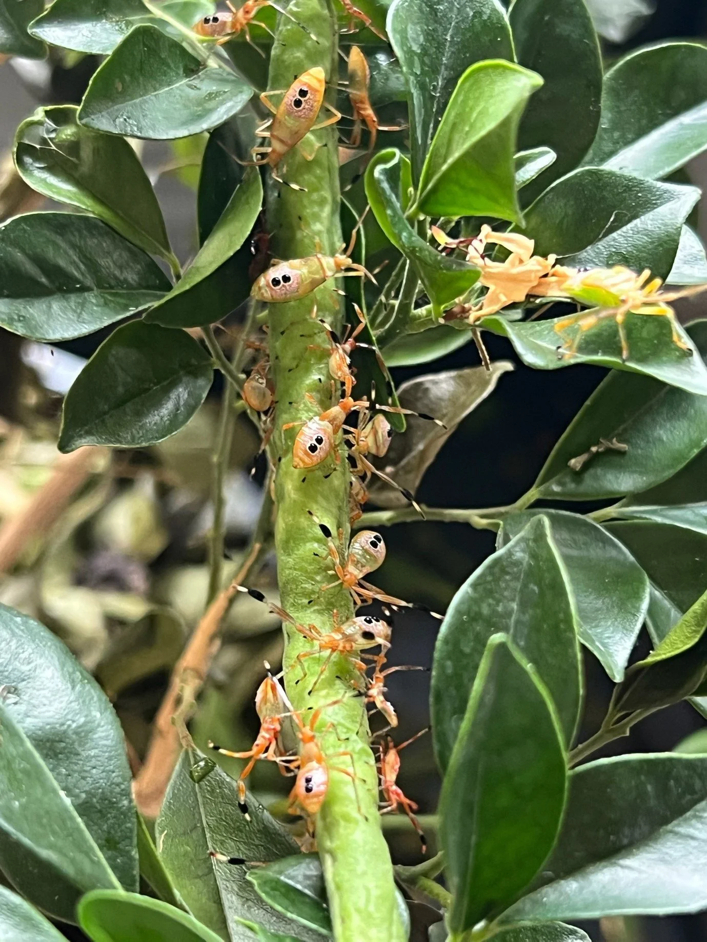 SAMAC Integrated Pest Management- Prevention