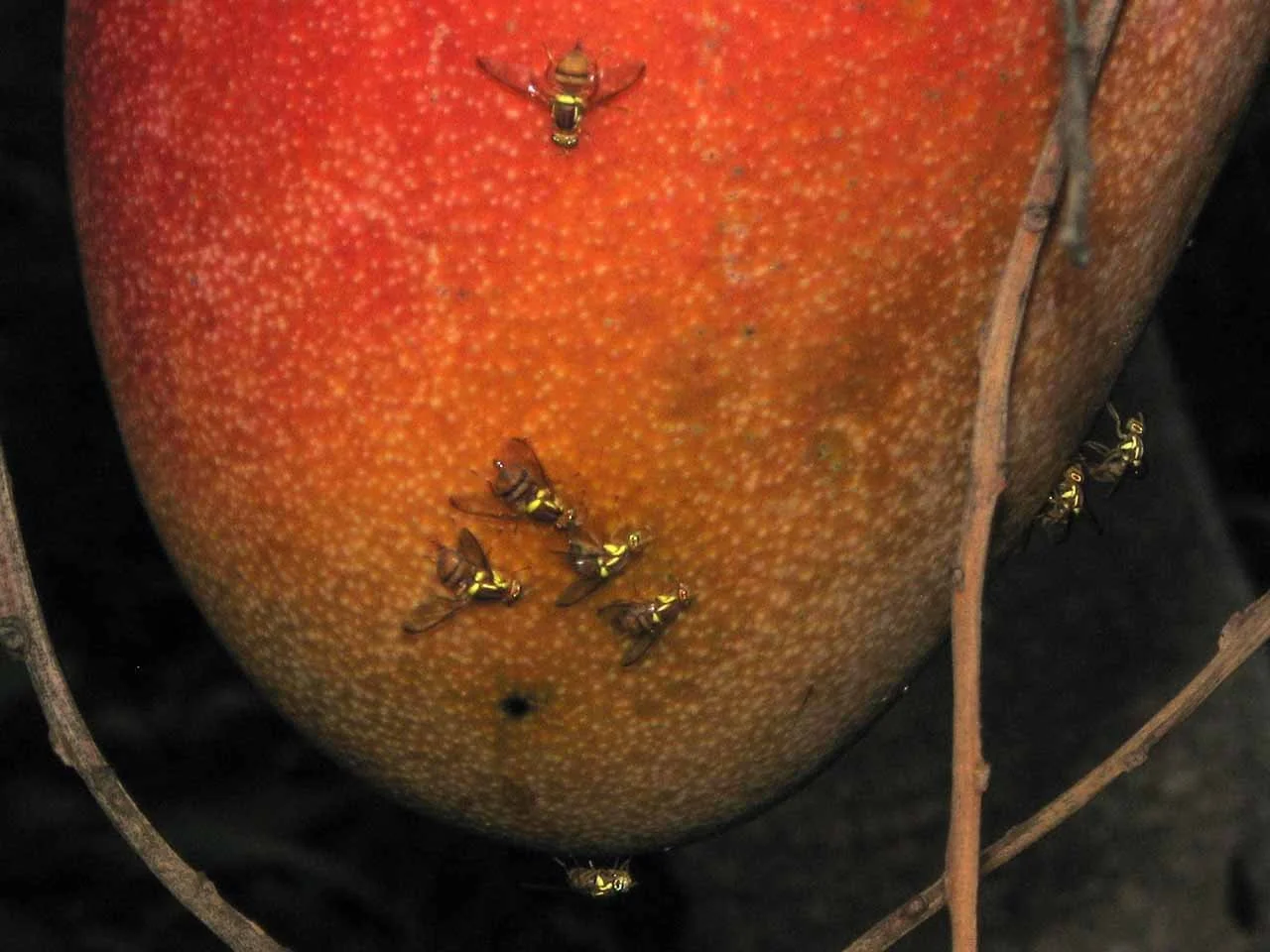 Farmers' Knowledge and Perceptions of Fruit Fly Pests and Their Management in Northern Ghana
