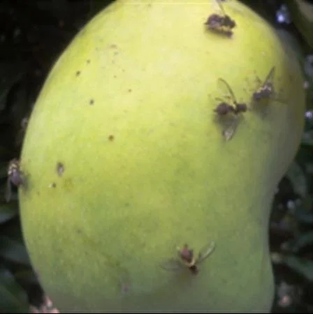 How to Control the Mango Fruit Fly