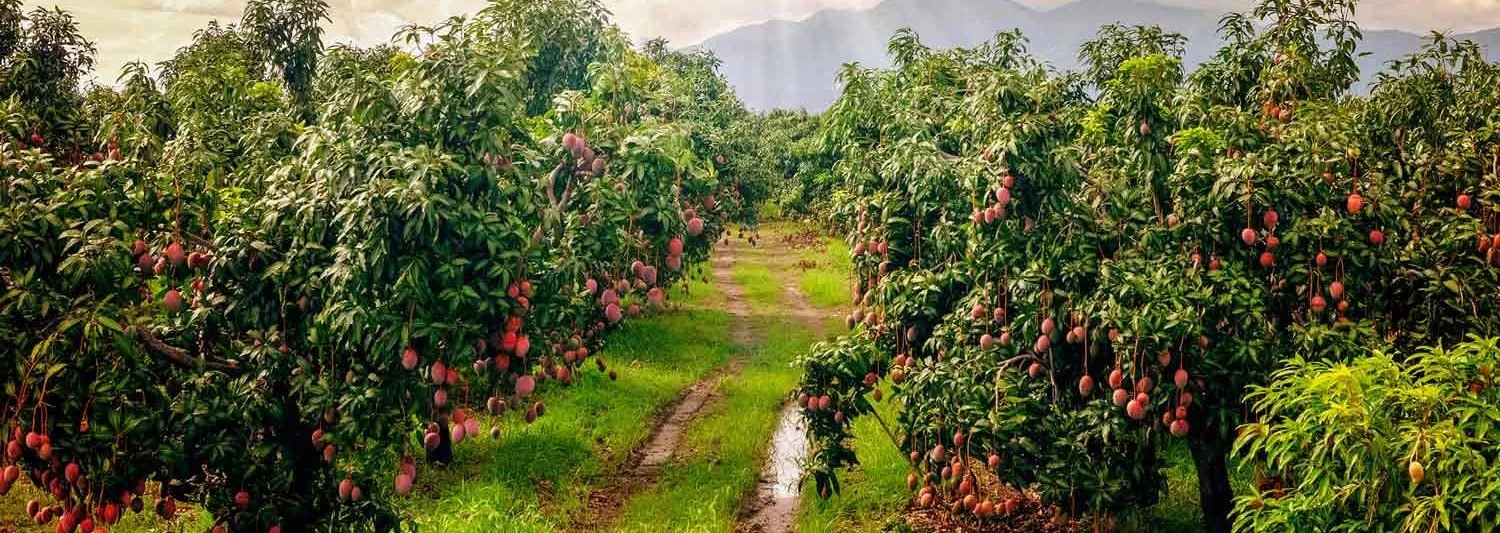 Tricks to Induce Flowering in Mangoes