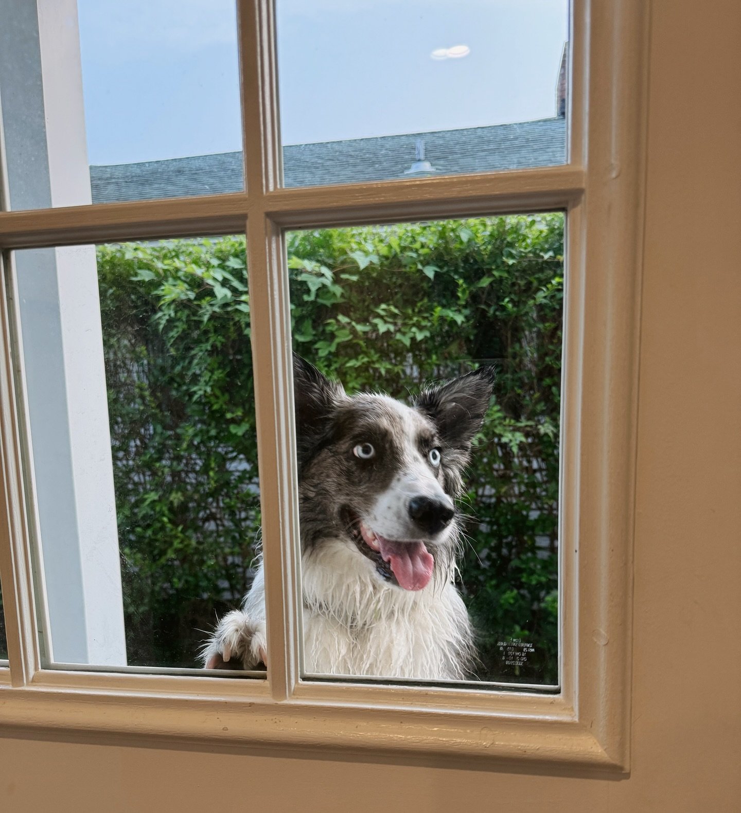 &ldquo;Let me in, I promise I won&rsquo;t get my muddy paws all over the furniture!!&rdquo; 😆🐾