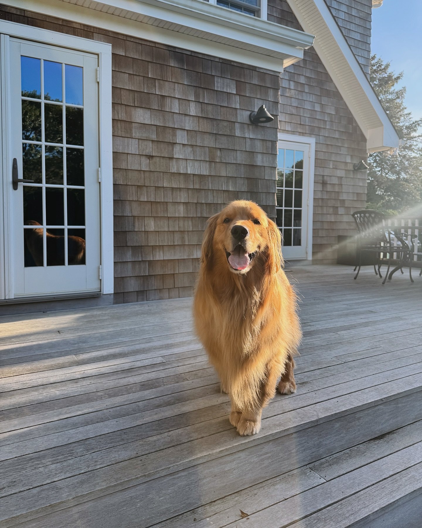 All smiles from our good boy Bondi who recently upgraded to big brother!! 🤗💙🐾
