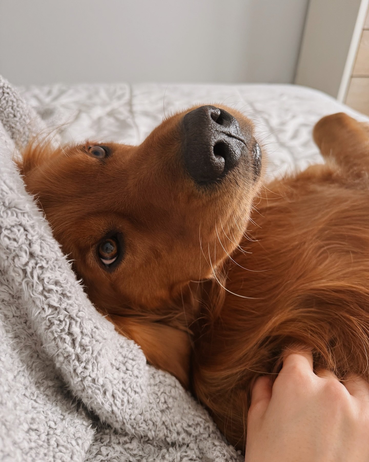 Cozy cuddles to get us through the week 🤗🐾