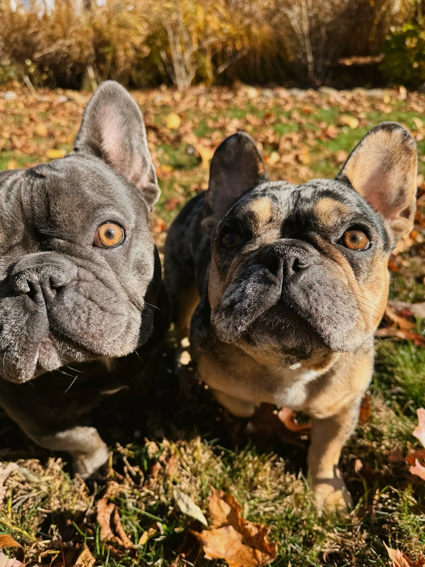 leaf season walks &gt;&gt;&gt;
