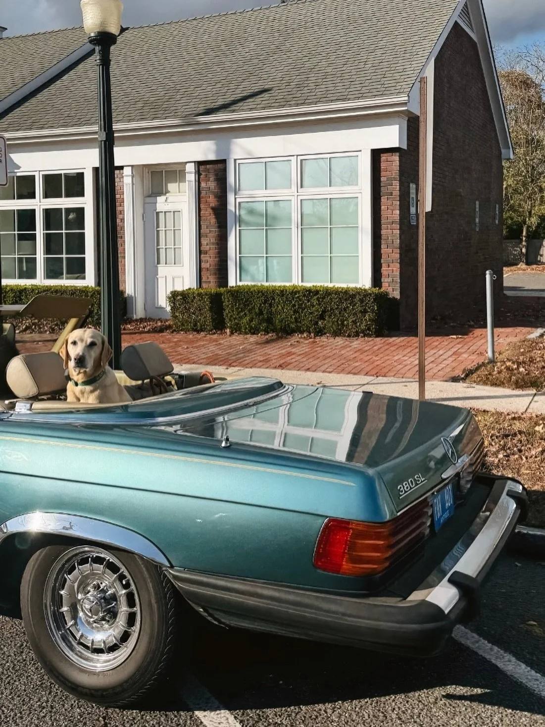 caught a good boy enjoying a morning ride 🤍