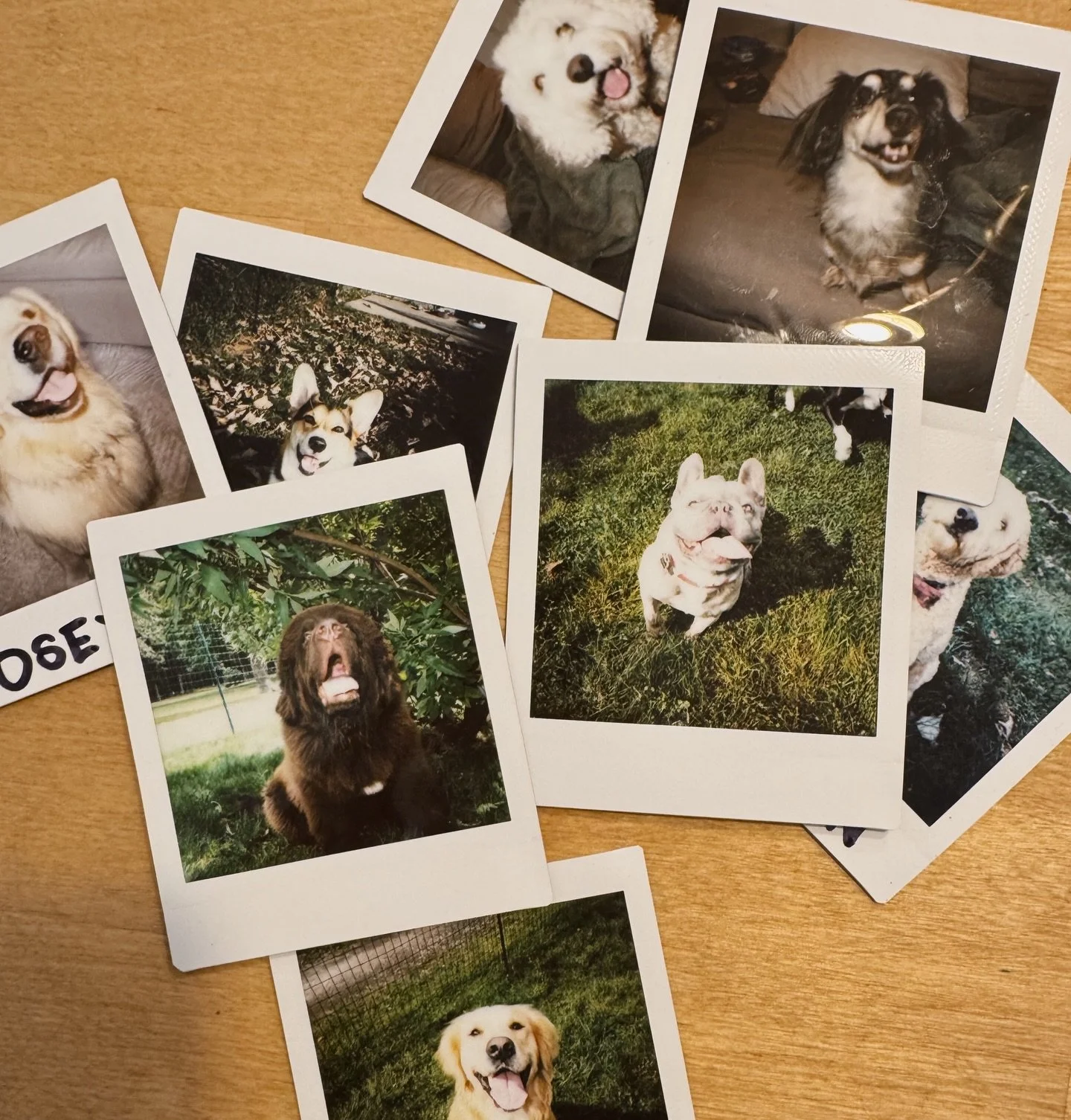 class picture day 📸🦴🐾