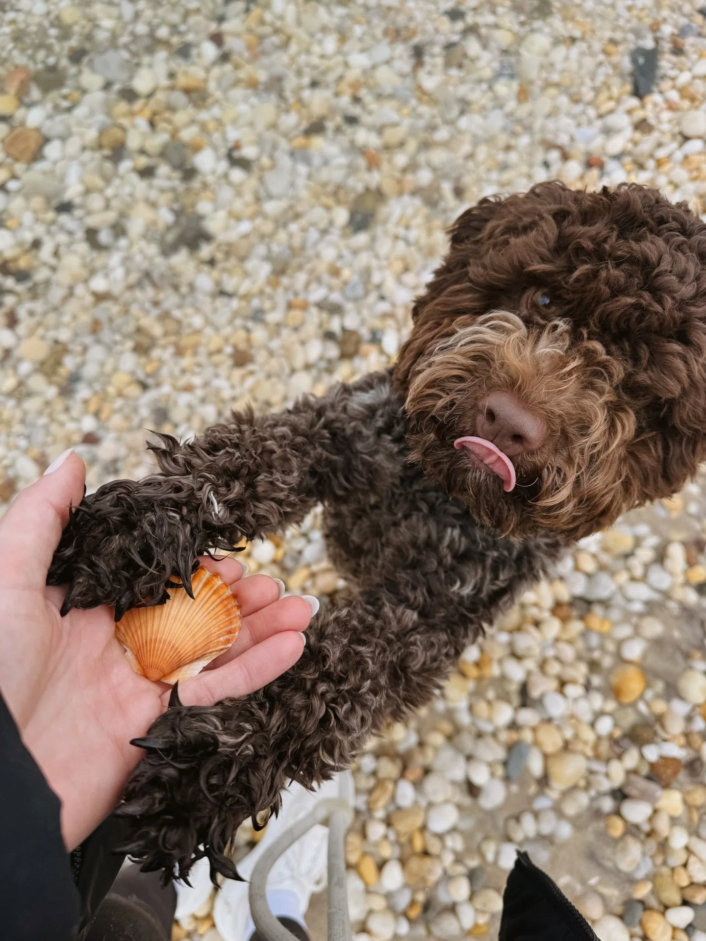 Beach walks with little miss Birba 🐚🐾