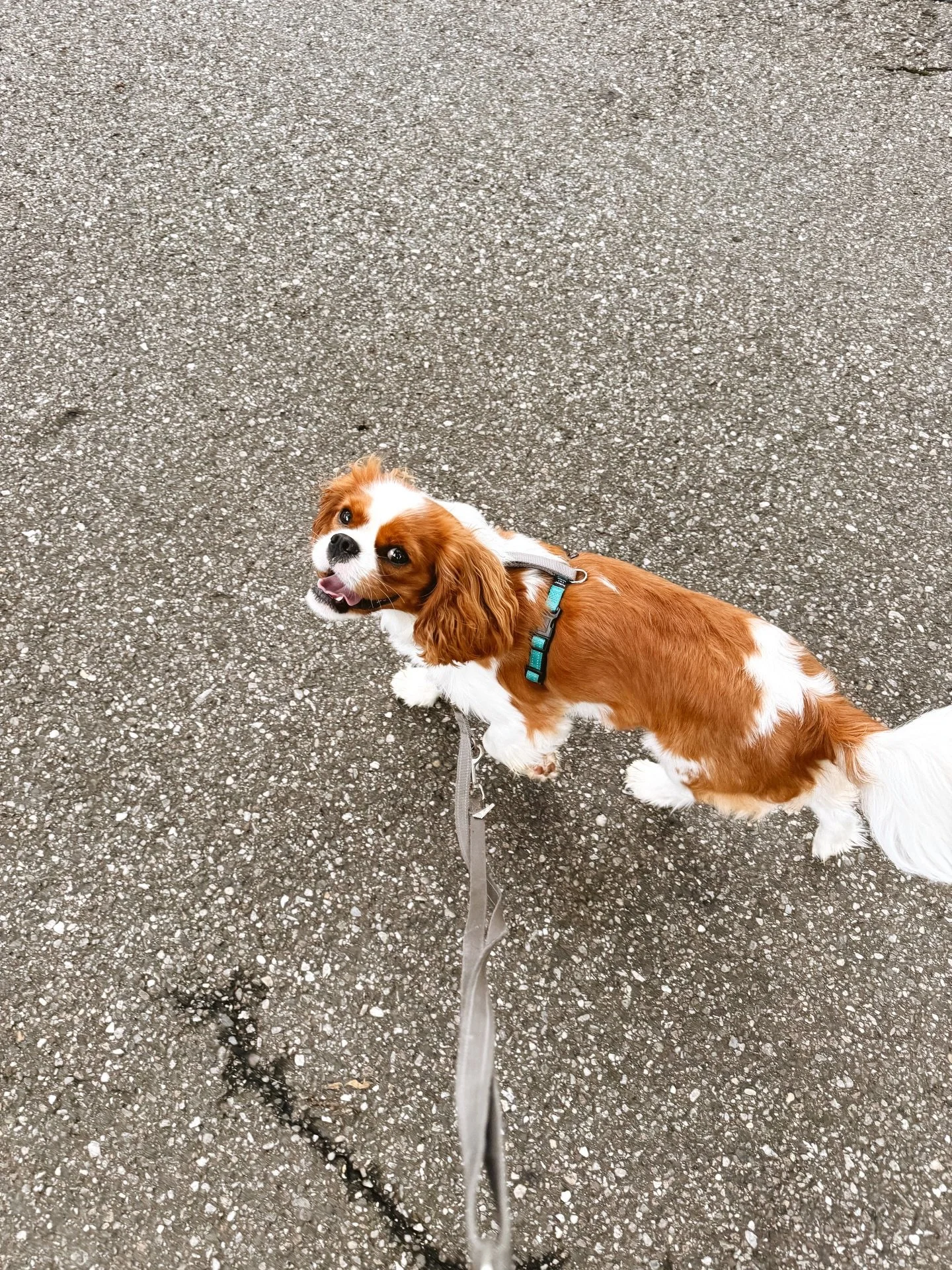 missing our cutie pie @fakedoggriffin 🩷