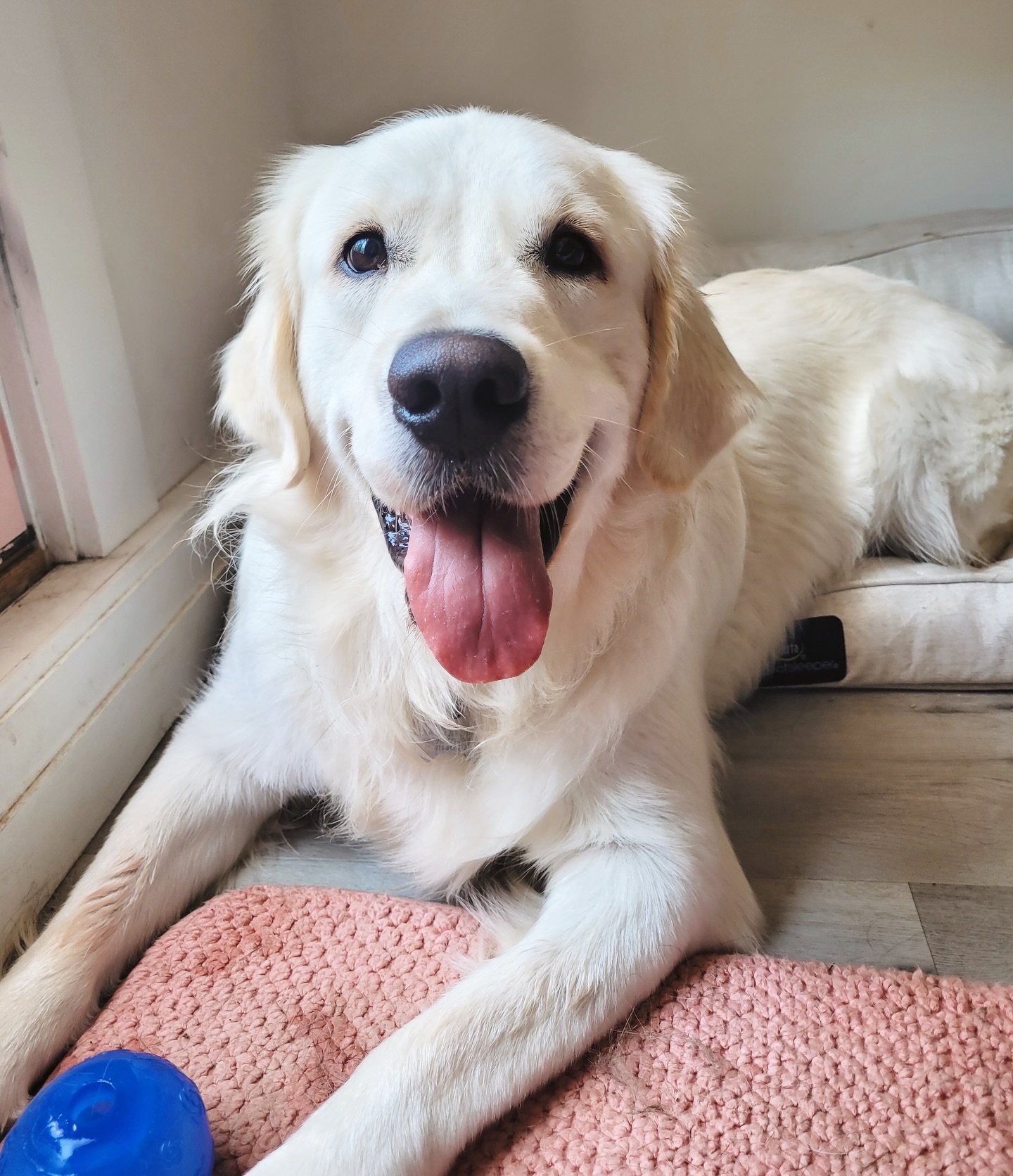 all smiles from our Barney 🫶🏼🐾