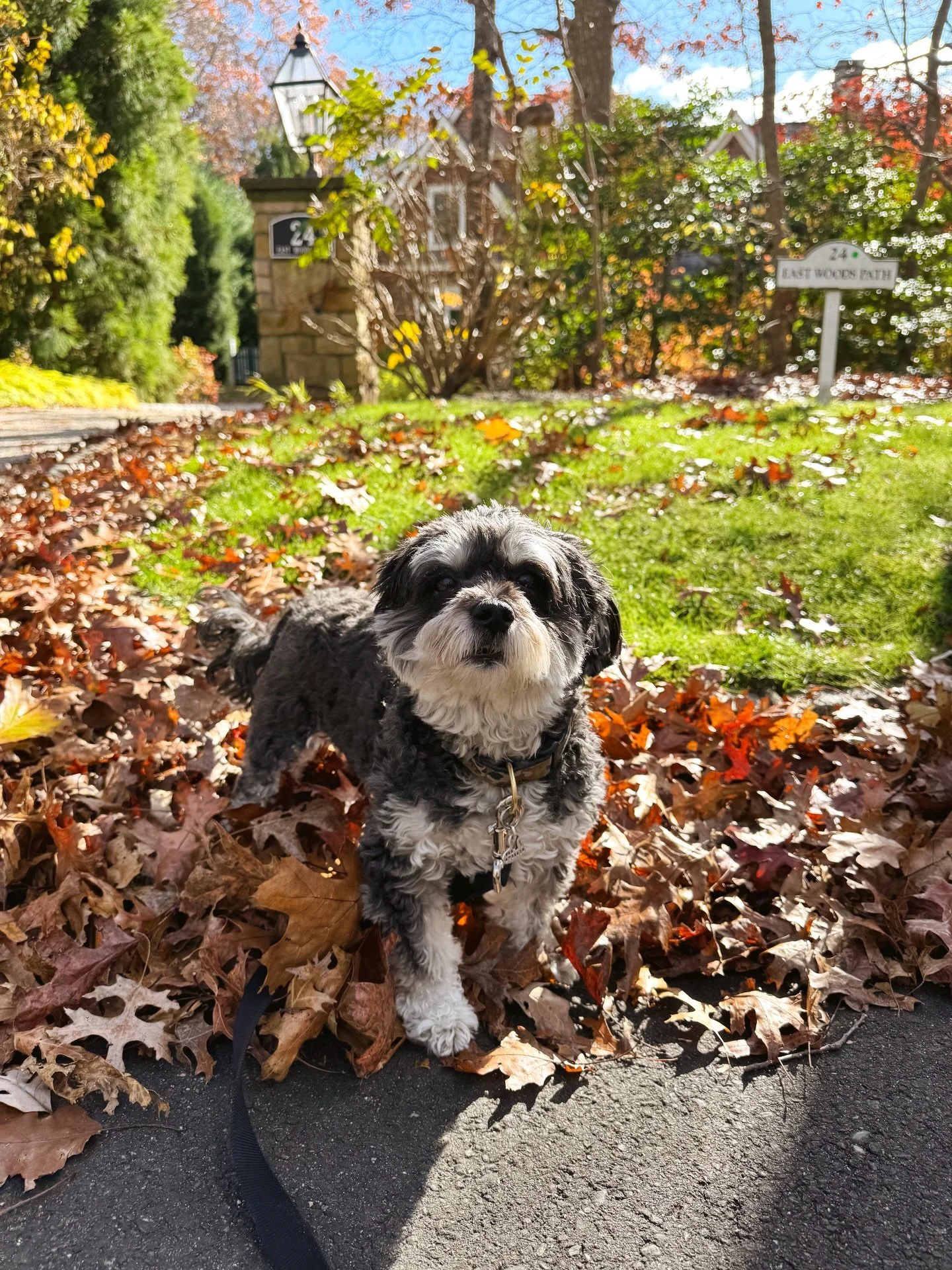 sunny walks with little miss Lucy 💛🐾