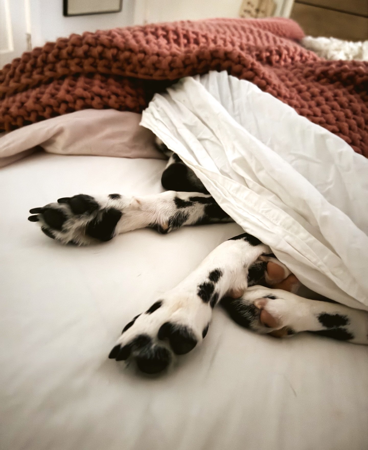 Penelope asks that you please do not disturb 😴💤