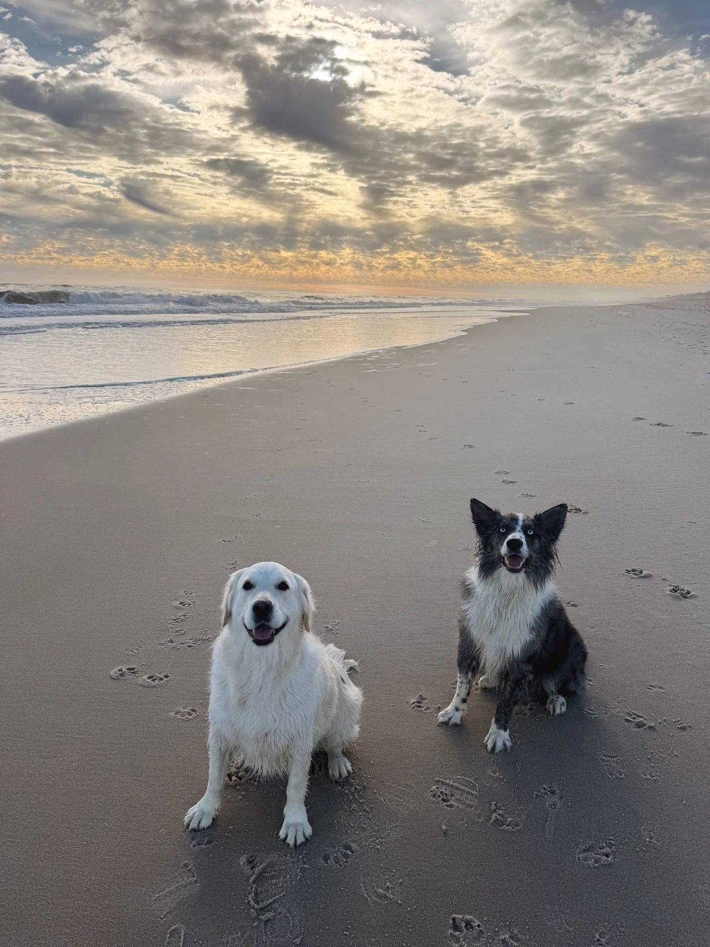 besties at the beach 🤍🐾