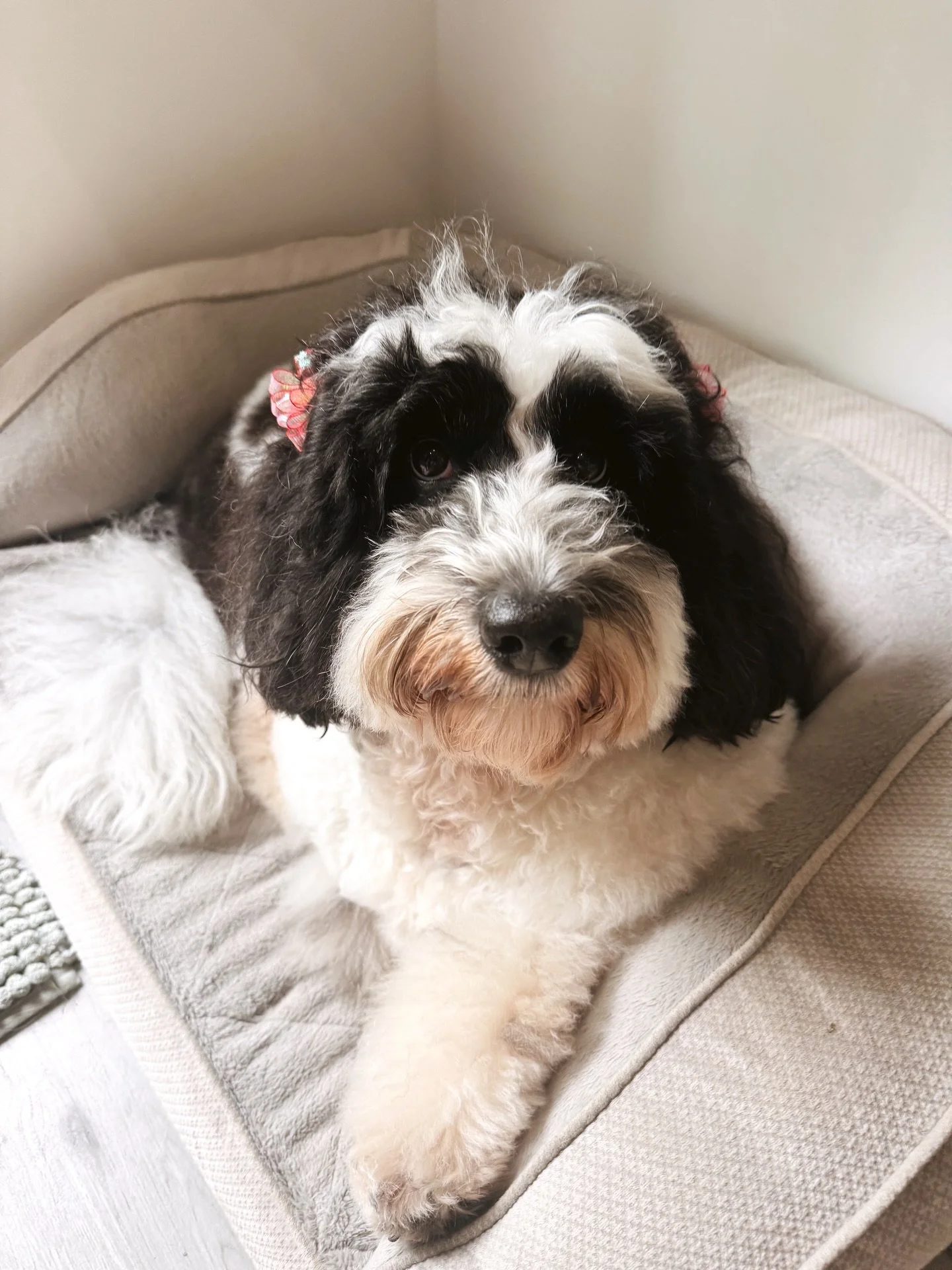 our beautiful Betty in her hair bows 🎀🐾