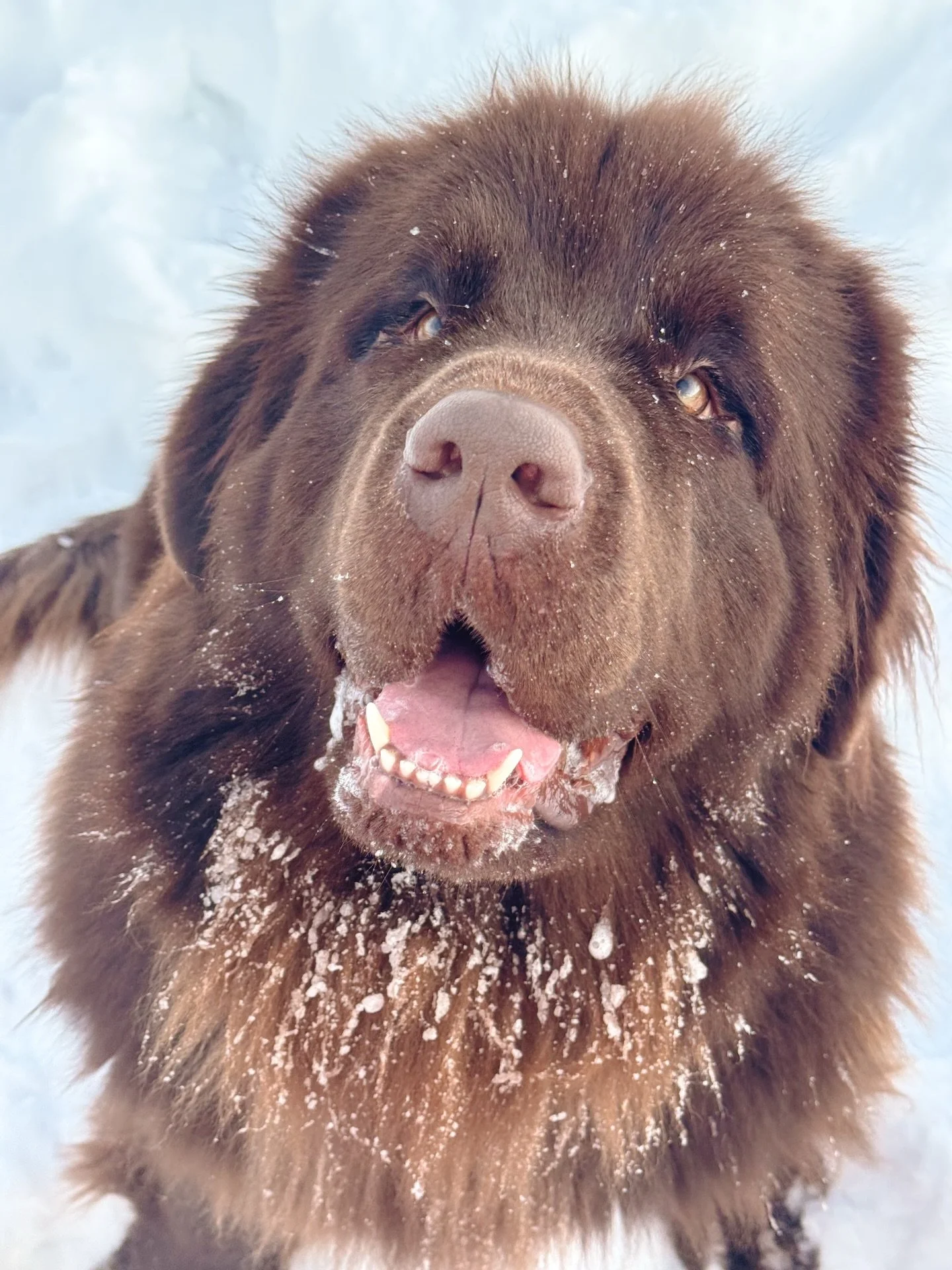 our pups are getting ready to trade in the snow for some sun 🤍🐾