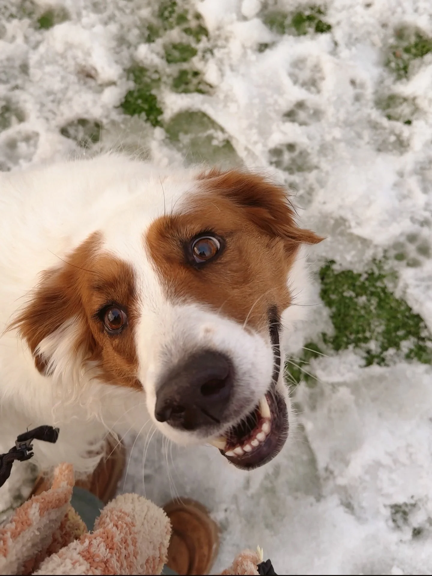 big smiles from Luna, no matter the weather 🤍