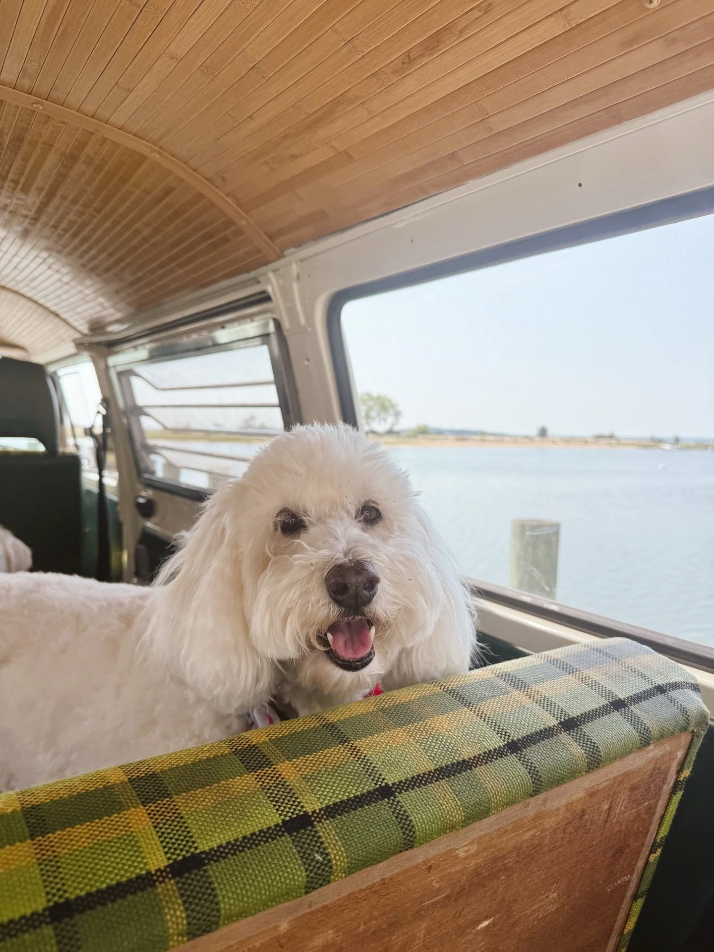 counting down the days to rides in the doggy school bus 🐾