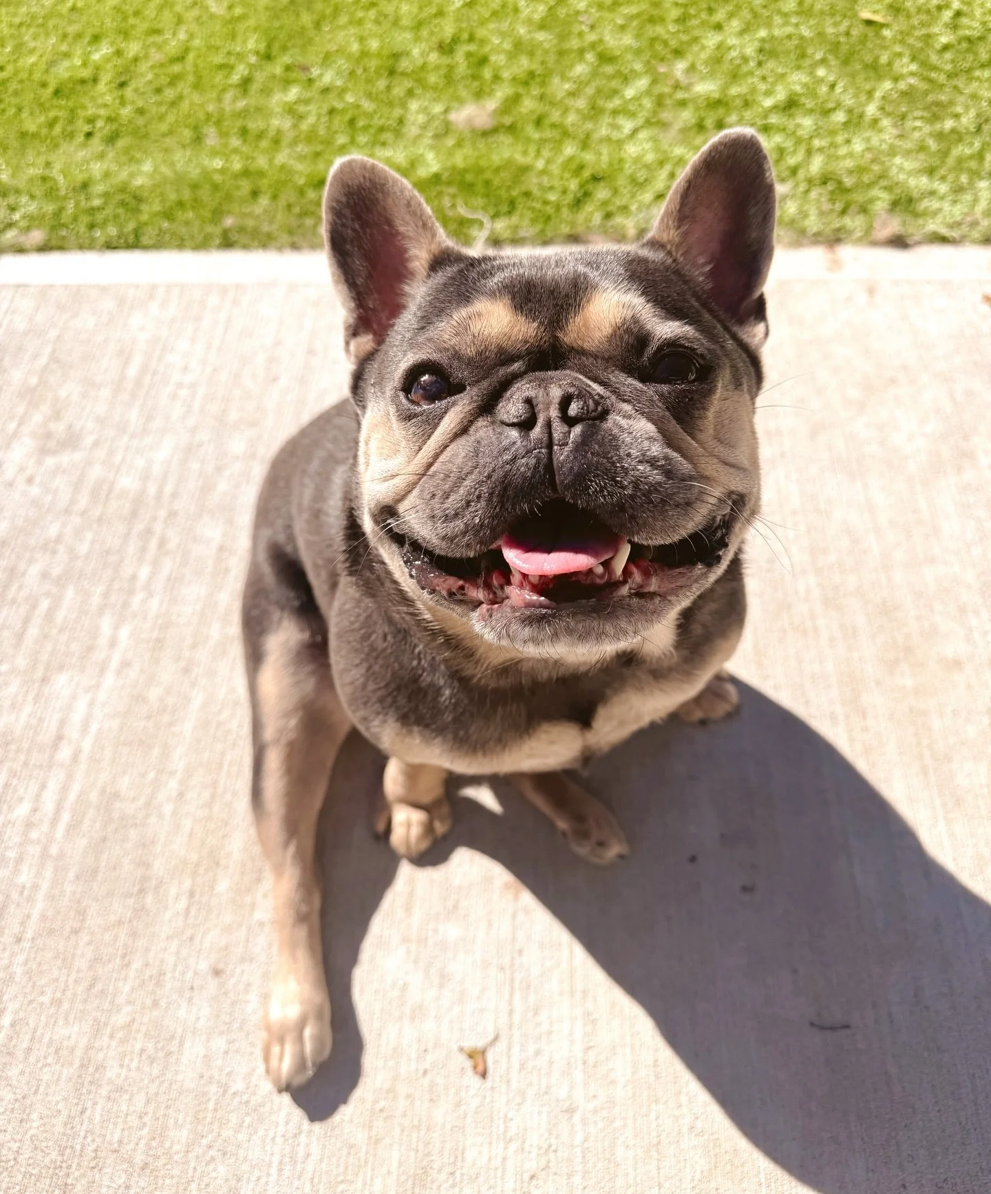 friday smiles from Scottie 🤗🐾