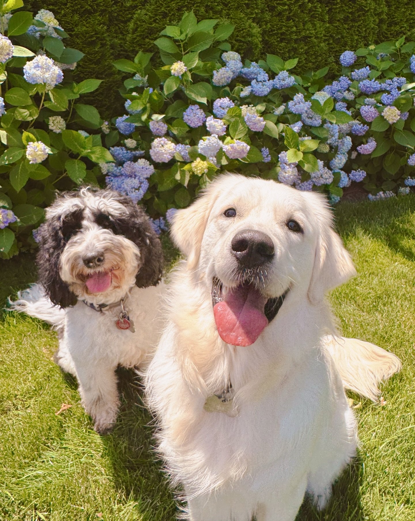 betty &amp; barney &mdash; our brother + sister duo &amp; built-in best friends 🤍