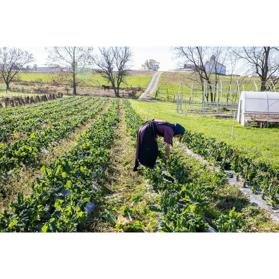 Jenny Schulder - Sun and Soil