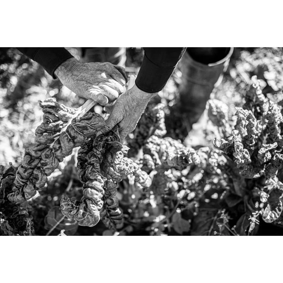 Jenny Schulder - Life Line