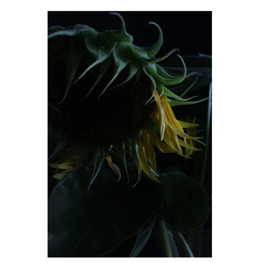 Jessica Oehme - Girasole