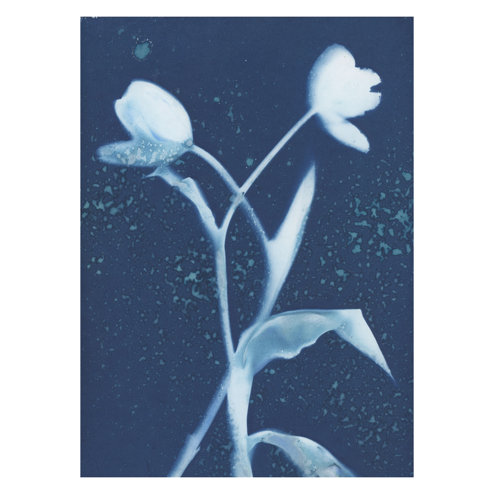 11 (Tulip Dance no 12).png