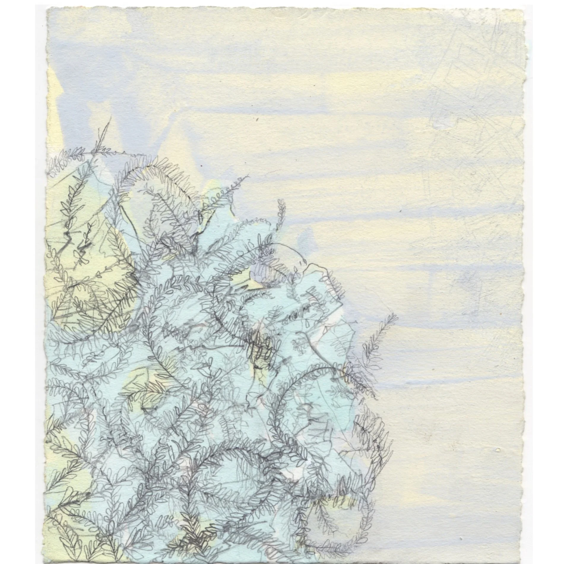 26FFBlosserFern.jpg